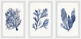 Seaweed Under Water V Triptych Wall Art